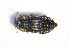  ( - GBOL_Col_FK_1193)  @11 [ ] CreativeCommons - Attribution Non-Commercial Share-Alike (2015) Unspecified SNSB, Zoologische Staatssammlung Muenchen