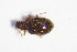  ( - GBOL_Col_FK_1198)  @11 [ ] CreativeCommons - Attribution Non-Commercial Share-Alike (2015) Unspecified SNSB, Zoologische Staatssammlung Muenchen