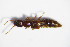  ( - GBOL_Col_FK_1203)  @11 [ ] CreativeCommons - Attribution Non-Commercial Share-Alike (2015) Unspecified SNSB, Zoologische Staatssammlung Muenchen