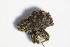  ( - GBOL_Col_FK_1214)  @11 [ ] CreativeCommons - Attribution Non-Commercial Share-Alike (2015) Unspecified SNSB, Zoologische Staatssammlung Muenchen
