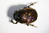  ( - GBOL_Col_FK_1219)  @11 [ ] CreativeCommons - Attribution Non-Commercial Share-Alike (2015) Unspecified SNSB, Zoologische Staatssammlung Muenchen