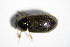  ( - GBOL_Col_FK_1227)  @12 [ ] CreativeCommons - Attribution Non-Commercial Share-Alike (2015) Unspecified SNSB, Zoologische Staatssammlung Muenchen