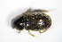  ( - GBOL_Col_FK_1228)  @12 [ ] CreativeCommons - Attribution Non-Commercial Share-Alike (2015) Unspecified SNSB, Zoologische Staatssammlung Muenchen