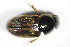  ( - GBOL_Col_FK_1231)  @12 [ ] CreativeCommons - Attribution Non-Commercial Share-Alike (2015) Unspecified SNSB, Zoologische Staatssammlung Muenchen