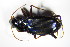  ( - GBOL_Col_FK_1257)  @13 [ ] CreativeCommons - Attribution Non-Commercial Share-Alike (2015) Unspecified SNSB, Zoologische Staatssammlung Muenchen