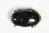  ( - GBOL_Col_FK_1258)  @11 [ ] CreativeCommons - Attribution Non-Commercial Share-Alike (2015) Unspecified SNSB, Zoologische Staatssammlung Muenchen