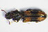  ( - GBOL_Col_FK_1260)  @13 [ ] CreativeCommons - Attribution Non-Commercial Share-Alike (2015) Unspecified SNSB, Zoologische Staatssammlung Muenchen