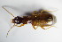  ( - GBOL_Col_FK_1269)  @13 [ ] CreativeCommons - Attribution Non-Commercial Share-Alike (2015) Unspecified SNSB, Zoologische Staatssammlung Muenchen