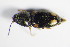  ( - GBOL_Col_FK_1291)  @12 [ ] CreativeCommons - Attribution Non-Commercial Share-Alike (2015) Unspecified SNSB, Zoologische Staatssammlung Muenchen