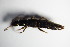  ( - GBOL_Col_FK_1316)  @12 [ ] CreativeCommons - Attribution Non-Commercial Share-Alike (2015) Unspecified SNSB, Zoologische Staatssammlung Muenchen