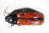  ( - GBOL_Col_FK_1336)  @13 [ ] CreativeCommons - Attribution Non-Commercial Share-Alike (2015) Unspecified SNSB, Zoologische Staatssammlung Muenchen