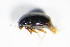  (Scaphisoma agaricinum - GBOL_Col_FK_1344)  @13 [ ] CreativeCommons - Attribution Non-Commercial Share-Alike (2015) Unspecified SNSB, Zoologische Staatssammlung Muenchen