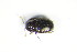  ( - GBOL_Col_FK_1350)  @12 [ ] CreativeCommons - Attribution Non-Commercial Share-Alike (2015) Unspecified SNSB, Zoologische Staatssammlung Muenchen