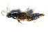  ( - GBOL_Col_FK_1356)  @13 [ ] CreativeCommons - Attribution Non-Commercial Share-Alike (2015) Unspecified SNSB, Zoologische Staatssammlung Muenchen