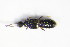  ( - GBOL_Col_FK_1376)  @12 [ ] CreativeCommons - Attribution Non-Commercial Share-Alike (2015) Unspecified SNSB, Zoologische Staatssammlung Muenchen
