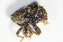  ( - GBOL_Col_FK_1409)  @11 [ ] CreativeCommons - Attribution Non-Commercial Share-Alike (2015) Unspecified SNSB, Zoologische Staatssammlung Muenchen