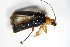  ( - GBOL_Col_FK_1422)  @13 [ ] CreativeCommons - Attribution Non-Commercial Share-Alike (2015) Unspecified SNSB, Zoologische Staatssammlung Muenchen