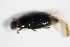  ( - GBOL_Col_FK_1431)  @11 [ ] CreativeCommons - Attribution Non-Commercial Share-Alike (2015) Unspecified SNSB, Zoologische Staatssammlung Muenchen