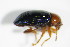  ( - GBOL_Col_FK_1473)  @12 [ ] CreativeCommons - Attribution Non-Commercial Share-Alike (2015) Unspecified SNSB, Zoologische Staatssammlung Muenchen