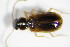  ( - GBOL_Col_FK_1500)  @12 [ ] CreativeCommons - Attribution Non-Commercial Share-Alike (2015) Unspecified SNSB, Zoologische Staatssammlung Muenchen