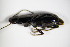  ( - GBOL_Col_FK_1517)  @13 [ ] CreativeCommons - Attribution Non-Commercial Share-Alike (2015) Unspecified SNSB, Zoologische Staatssammlung Muenchen