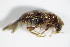  ( - GBOL_Col_FK_1519)  @12 [ ] CreativeCommons - Attribution Non-Commercial Share-Alike (2015) Unspecified SNSB, Zoologische Staatssammlung Muenchen