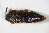  ( - GBOL_Col_FK_0392)  @11 [ ] CreativeCommons - Attribution Non-Commercial Share-Alike (2015) Unspecified SNSB, Zoologische Staatssammlung Muenchen
