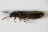  ( - GBOL_Col_FK_0399)  @11 [ ] CreativeCommons - Attribution Non-Commercial Share-Alike (2015) Unspecified SNSB, Zoologische Staatssammlung Muenchen