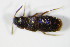  ( - GBOL_Col_FK_0400)  @11 [ ] CreativeCommons - Attribution Non-Commercial Share-Alike (2015) Unspecified SNSB, Zoologische Staatssammlung Muenchen
