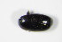  ( - GBOL_Col_FK_0404)  @12 [ ] CreativeCommons - Attribution Non-Commercial Share-Alike (2015) Unspecified SNSB, Zoologische Staatssammlung Muenchen