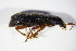  ( - GBOL_Col_FK_0424)  @12 [ ] CreativeCommons - Attribution Non-Commercial Share-Alike (2015) Unspecified SNSB, Zoologische Staatssammlung Muenchen