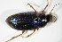  ( - GBOL_Col_FK_0425)  @13 [ ] CreativeCommons - Attribution Non-Commercial Share-Alike (2015) Unspecified SNSB, Zoologische Staatssammlung Muenchen