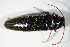  ( - GBOL_Col_FK_0426)  @12 [ ] CreativeCommons - Attribution Non-Commercial Share-Alike (2015) Unspecified SNSB, Zoologische Staatssammlung Muenchen
