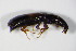  ( - GBOL_Col_FK_0476)  @12 [ ] CreativeCommons - Attribution Non-Commercial Share-Alike (2015) Unspecified SNSB, Zoologische Staatssammlung Muenchen