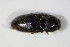  ( - GBOL_Col_FK_0483)  @12 [ ] CreativeCommons - Attribution Non-Commercial Share-Alike (2015) Unspecified SNSB, Zoologische Staatssammlung Muenchen