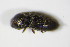  ( - GBOL_Col_FK_0484)  @12 [ ] CreativeCommons - Attribution Non-Commercial Share-Alike (2015) Unspecified SNSB, Zoologische Staatssammlung Muenchen