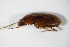  ( - GBOL_Col_FK_0525)  @13 [ ] CreativeCommons - Attribution Non-Commercial Share-Alike (2015) Unspecified SNSB, Zoologische Staatssammlung Muenchen