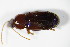  (Pterostichus longicollis - GBOL_Col_FK_0526)  @13 [ ] CreativeCommons - Attribution Non-Commercial Share-Alike (2015) Unspecified SNSB, Zoologische Staatssammlung Muenchen