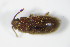  ( - GBOL_Col_FK_0543)  @12 [ ] CreativeCommons - Attribution Non-Commercial Share-Alike (2015) Unspecified SNSB, Zoologische Staatssammlung Muenchen