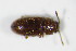  ( - GBOL_Col_FK_0544)  @12 [ ] CreativeCommons - Attribution Non-Commercial Share-Alike (2015) Unspecified SNSB, Zoologische Staatssammlung Muenchen