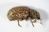  ( - GBOL_Col_FK_0556)  @12 [ ] CreativeCommons - Attribution Non-Commercial Share-Alike (2015) Unspecified SNSB, Zoologische Staatssammlung Muenchen