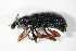  ( - GBOL_Col_FK_0563)  @13 [ ] CreativeCommons - Attribution Non-Commercial Share-Alike (2015) Unspecified SNSB, Zoologische Staatssammlung Muenchen