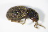  ( - GBOL_Col_FK_0567)  @12 [ ] CreativeCommons - Attribution Non-Commercial Share-Alike (2015) Unspecified SNSB, Zoologische Staatssammlung Muenchen