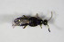  ( - GBOL_Col_FK_0583)  @12 [ ] CreativeCommons - Attribution Non-Commercial Share-Alike (2015) Unspecified SNSB, Zoologische Staatssammlung Muenchen
