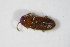  (Pteryngium - GBOL_Col_FK_0587)  @13 [ ] CreativeCommons - Attribution Non-Commercial Share-Alike (2015) Unspecified SNSB, Zoologische Staatssammlung Muenchen