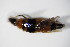  ( - GBOL_Col_FK_0603)  @11 [ ] CreativeCommons - Attribution Non-Commercial Share-Alike (2015) Unspecified SNSB, Zoologische Staatssammlung Muenchen