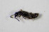  ( - GBOL_Col_FK_0620)  @12 [ ] CreativeCommons - Attribution Non-Commercial Share-Alike (2015) Unspecified SNSB, Zoologische Staatssammlung Muenchen