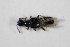  ( - GBOL_Col_FK_0621)  @13 [ ] CreativeCommons - Attribution Non-Commercial Share-Alike (2015) Unspecified SNSB, Zoologische Staatssammlung Muenchen