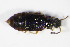  ( - GBOL_Col_FK_0626)  @13 [ ] CreativeCommons - Attribution Non-Commercial Share-Alike (2015) Unspecified SNSB, Zoologische Staatssammlung Muenchen