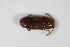  ( - GBOL_Col_FK_0652)  @13 [ ] CreativeCommons - Attribution Non-Commercial Share-Alike (2015) Unspecified SNSB, Zoologische Staatssammlung Muenchen